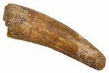 Fossil Spinosaurus Tooth - Real Dinosaur Tooth #326197-1
